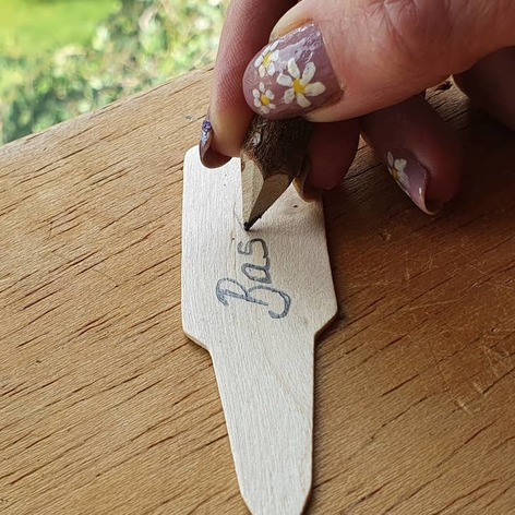 Selling: Plant Labels X 50 Made From Natural Wood